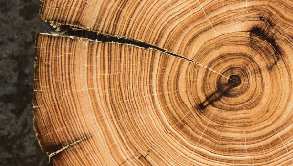 Čvrstoća i dopuštena naprezanja drva