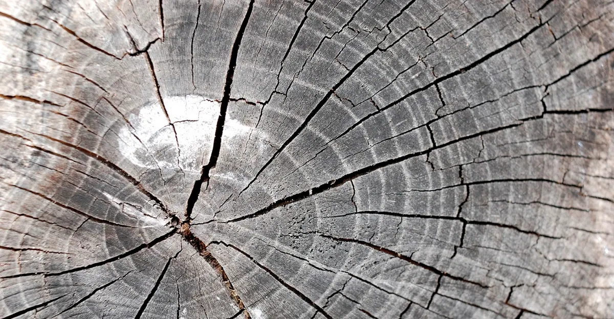 Sección transversal de madera vieja con grietas radiales y superficiales.