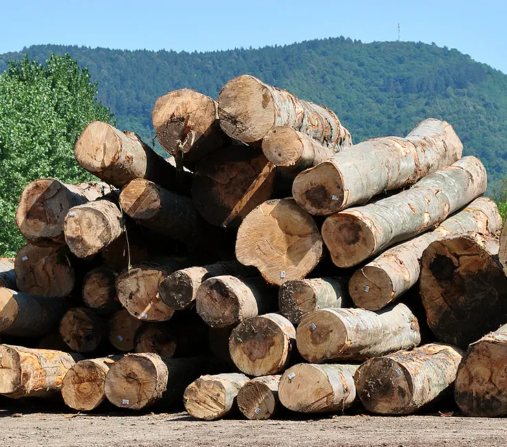  Madera en rollo apilada de diferentes diámetros en el patio
