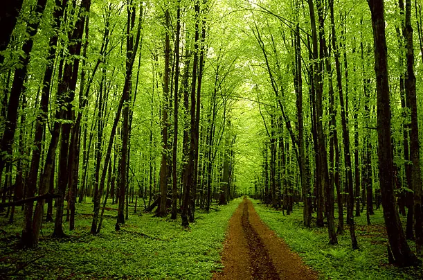 Camino a través de un denso bosque caducifolio