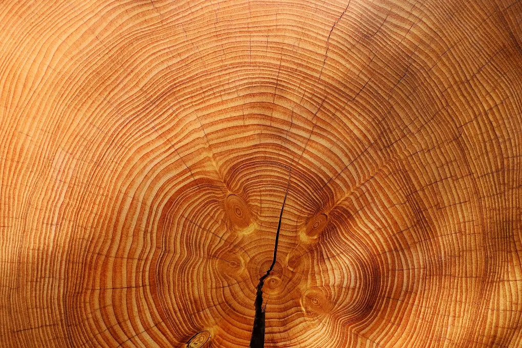 Secado por alta frecuencia de madera del archivo histórico