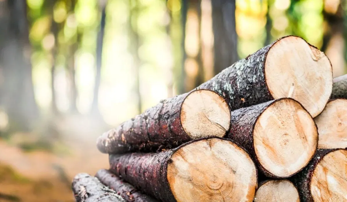 Medición de la superficie de la madera y del contenido de humedad