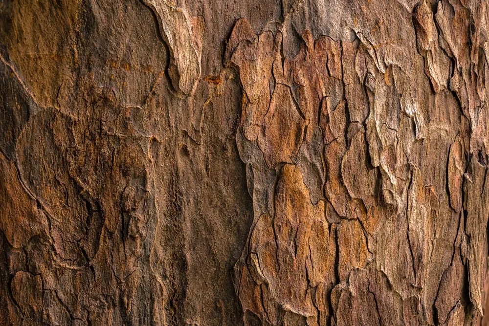Primer plano de la textura de la corteza de un árbol en capas y fisurada